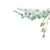 Botanical eucalyptus branch